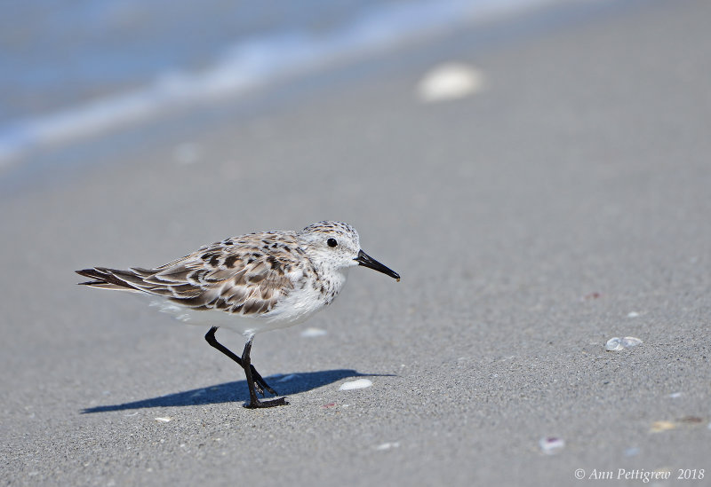 Sanderling