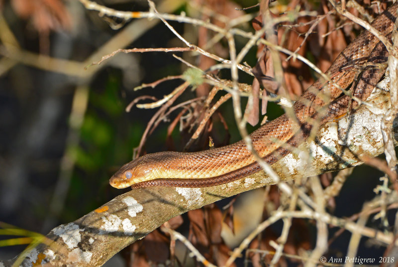 Yellow Rat Snake