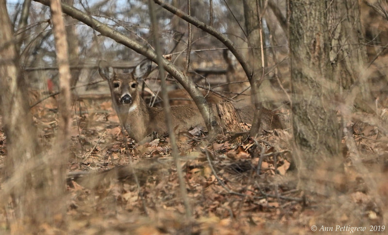 White-tailed Doe