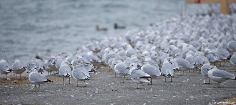 Ring-billed Gulls