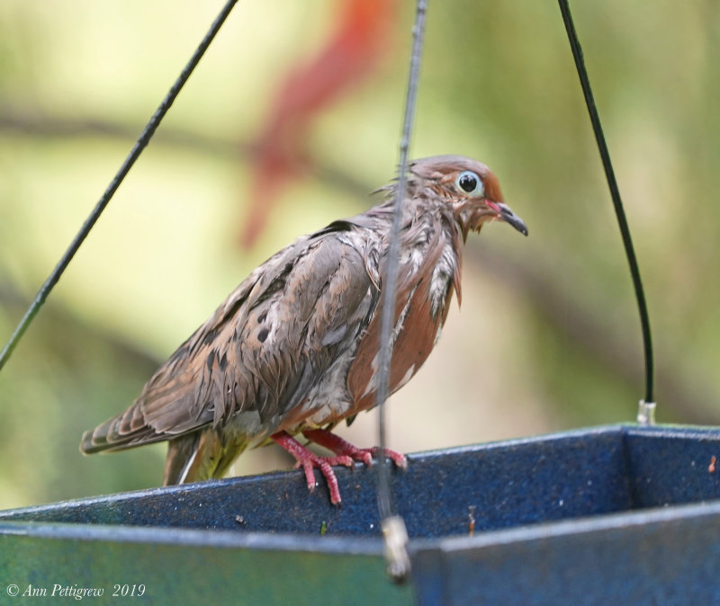 Rain Drenched Mourning Dove