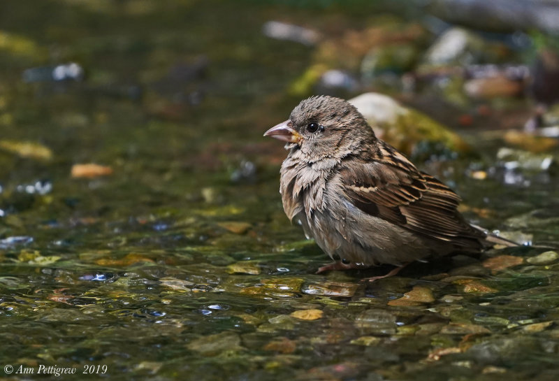 House sparrow (Female)