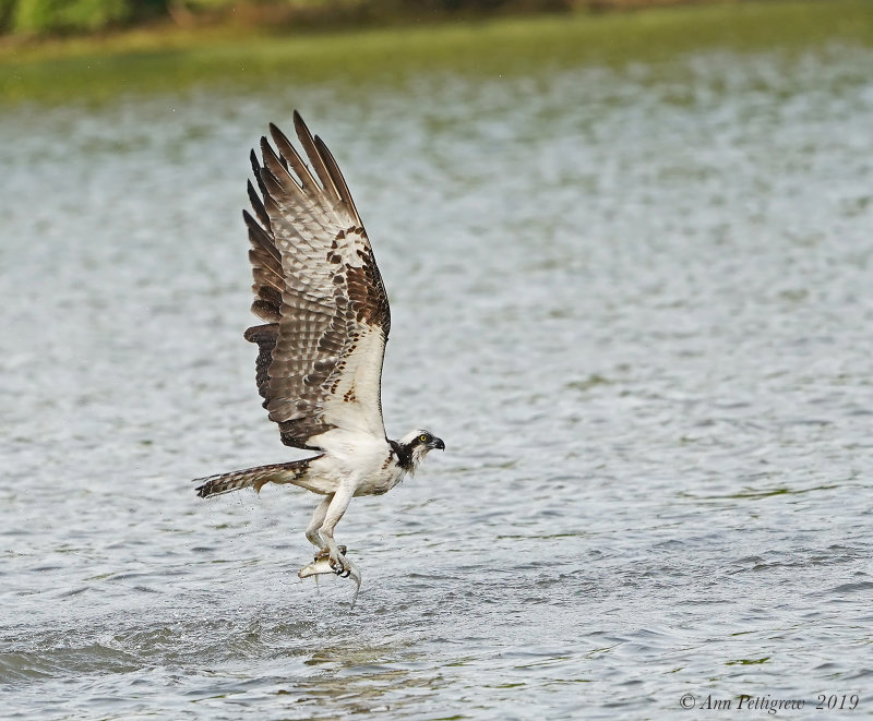 Osprey 