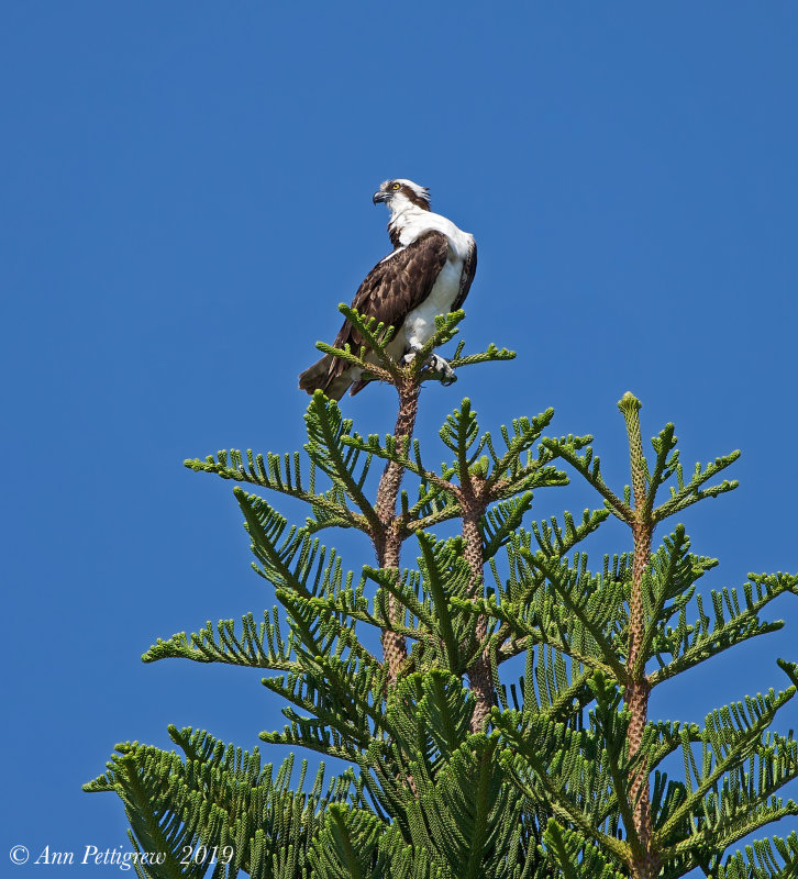 Osprey 