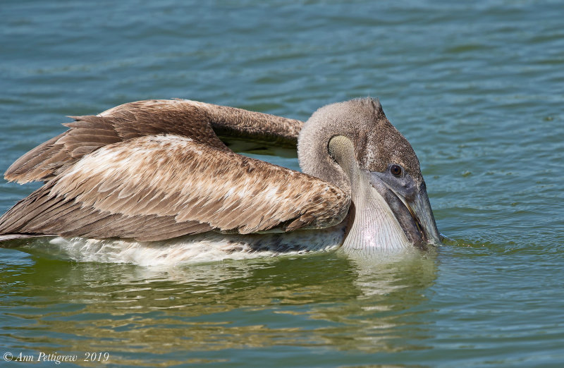 Brown Pelican