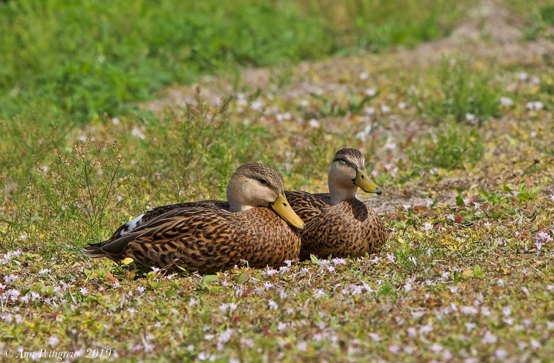 Mottled Ducks