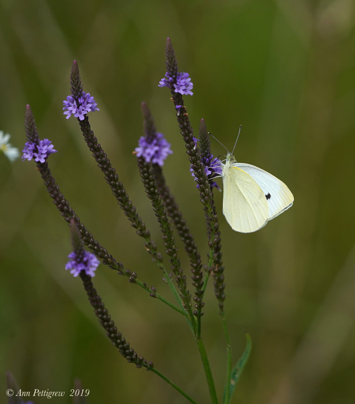 Cabbage White