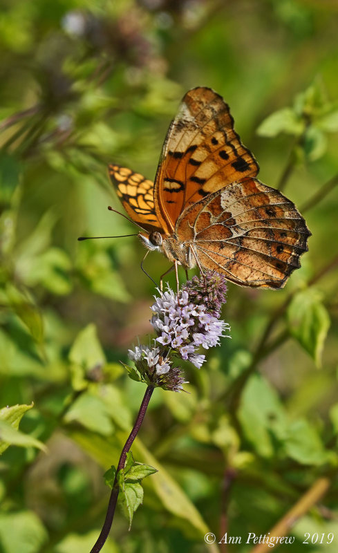 Variegated Fritillary