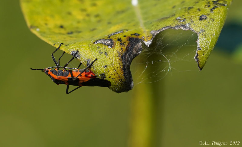 Large Milkweed Bug 