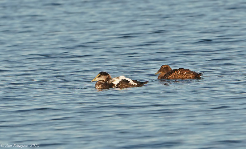 Common Eider Pair