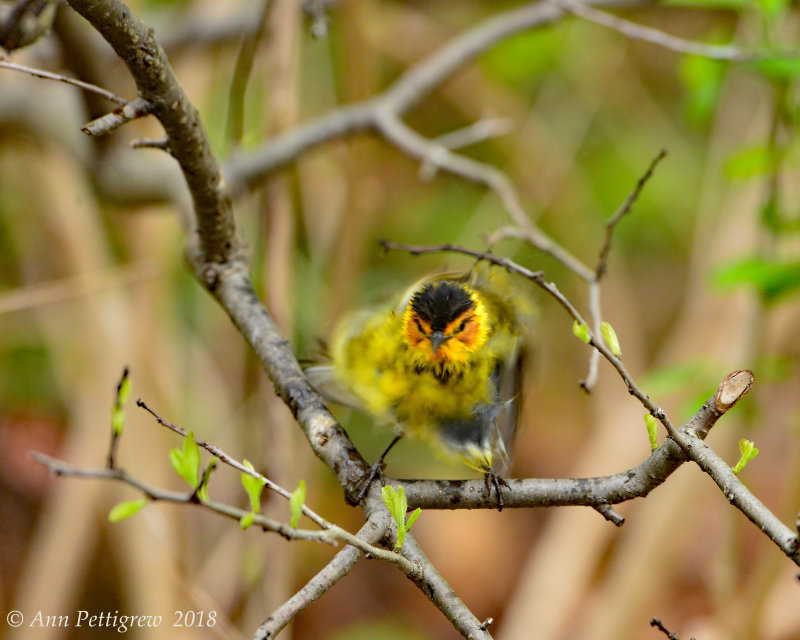 Cape May Warbler