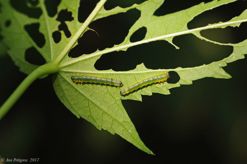 Hibiscus Sawfly Larvae