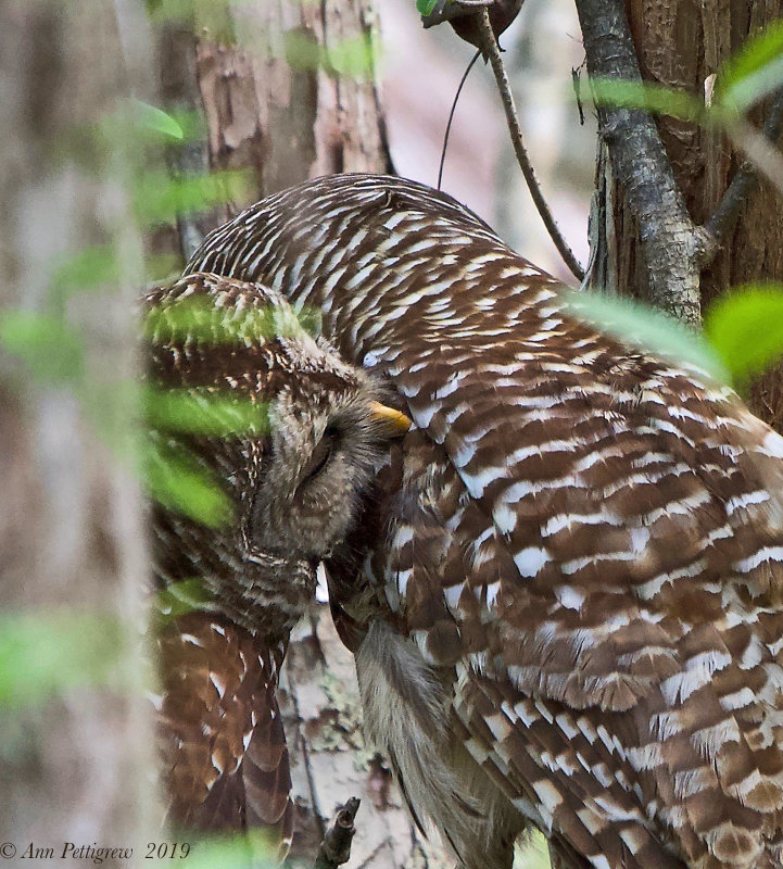 Barred Owls 