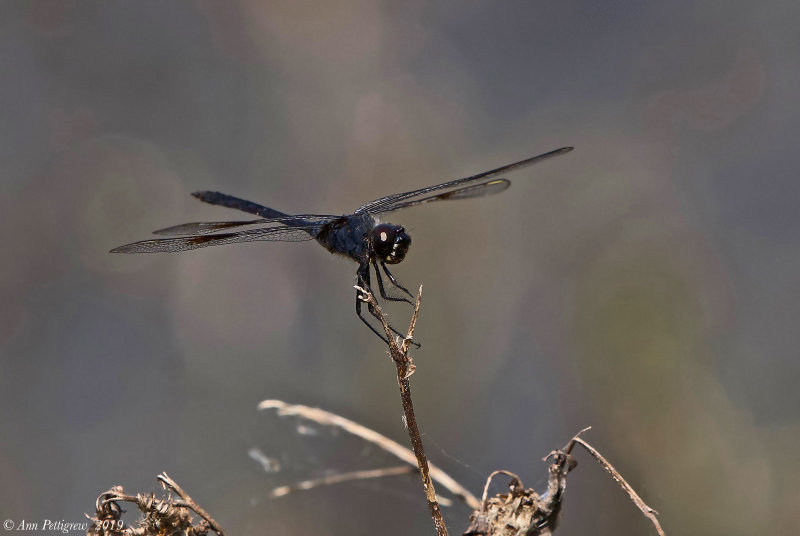 Four-spotted Pennant - Male