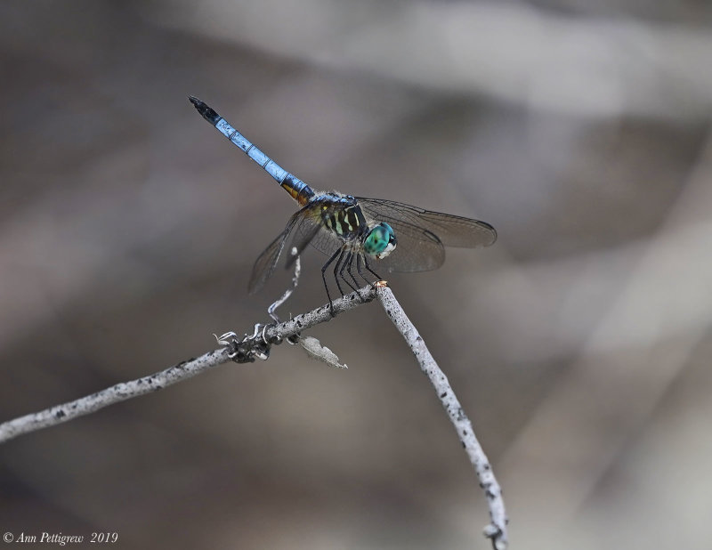 Blue Dasher - Male