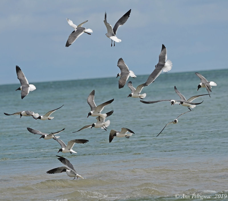 Laughing Gulls