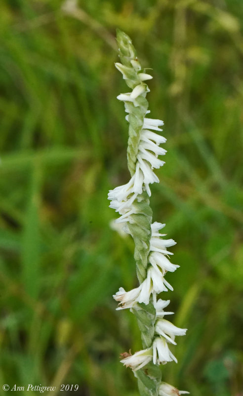 Wildflowers