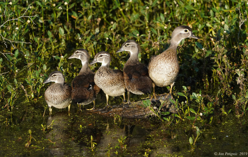 Wood Hen and Ducklings