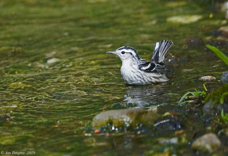 Black-and-white Warbler