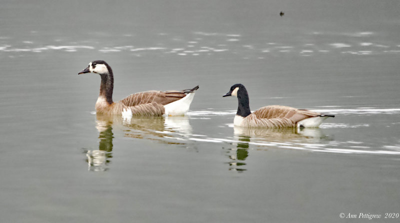 Domestic/Canada Goose Hybrid