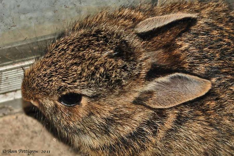 Eastern Cottontail Kit