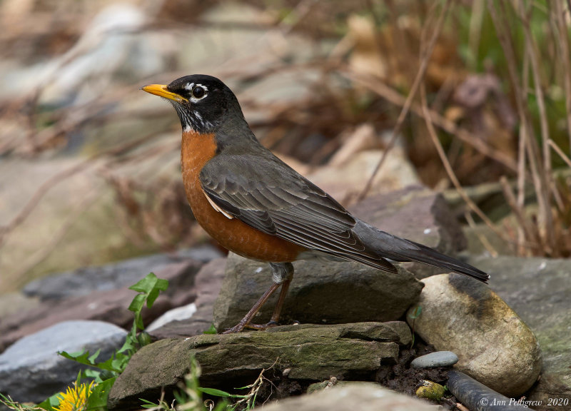 American Robin - Male