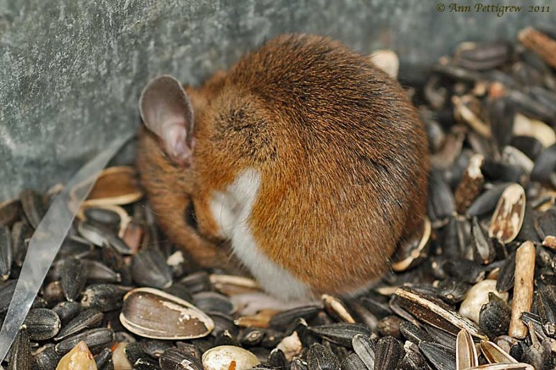 White-footed Deer Mouse