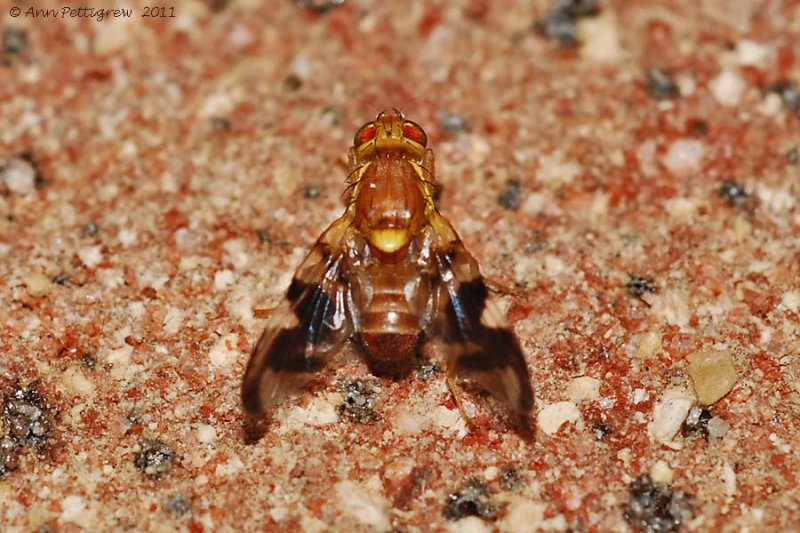 Walnut Husk Fly