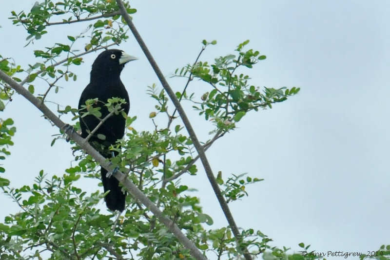 Yellow-billed Cacique