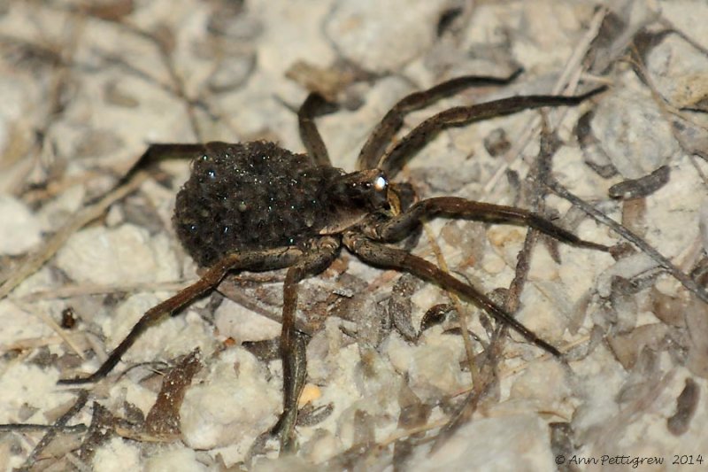 Wolf Spider with Hatchlings