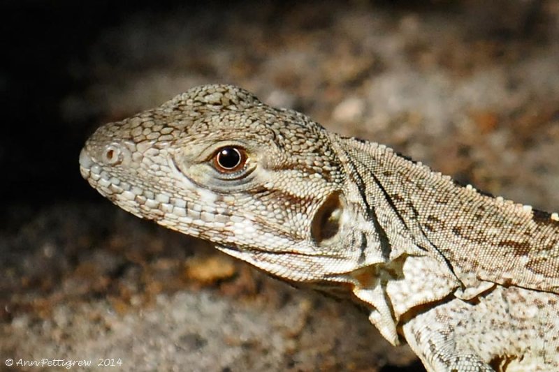 Black Spiny-tailed Iguana