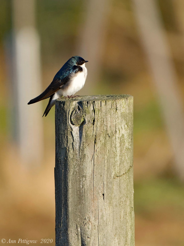 Tree Swallow