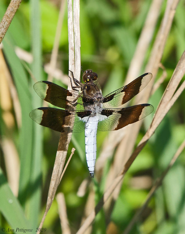 Common Whitetail - Male