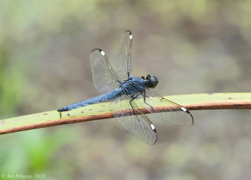 Spangled Skimmer