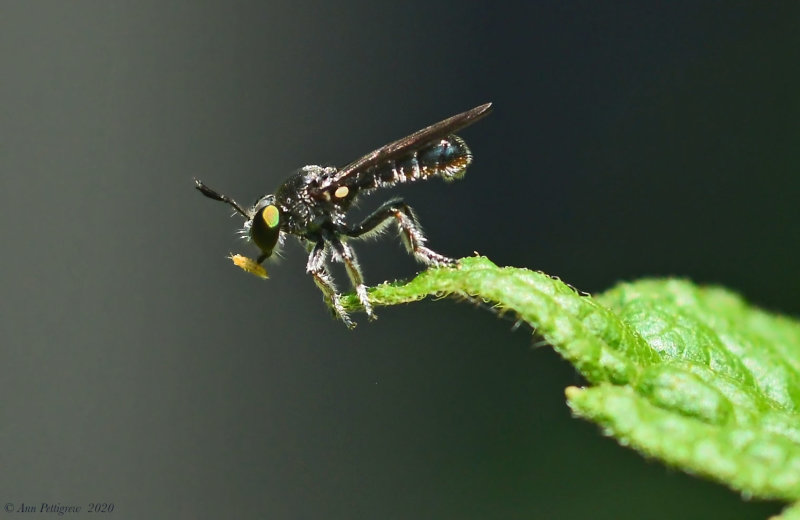 Robber Fly with a Springtail