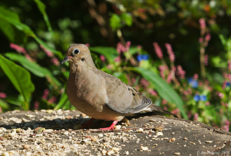 Mourning Dove