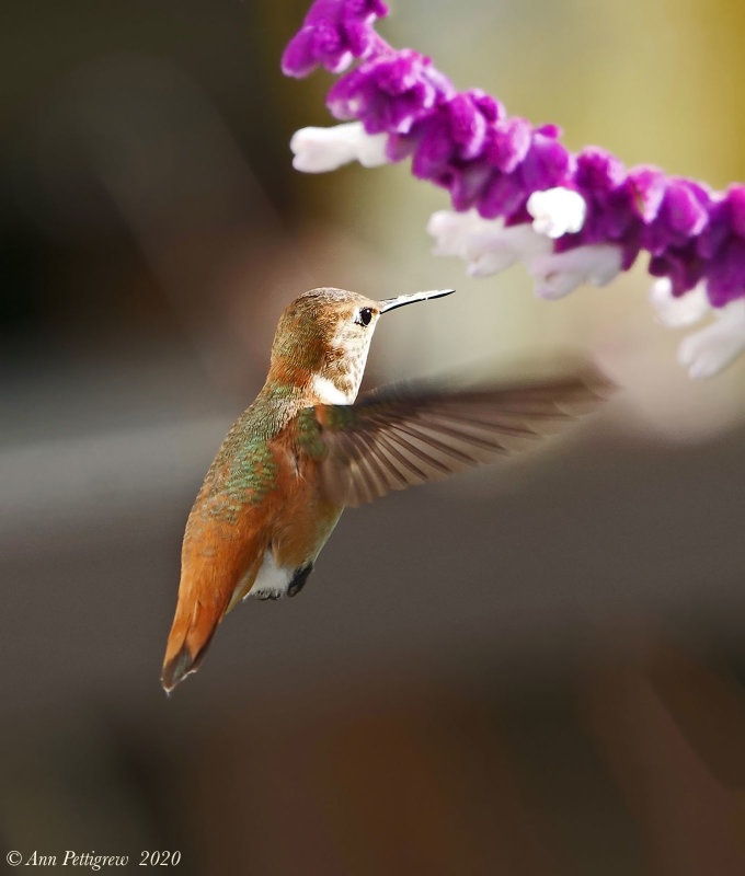 Rufous Hummingbird