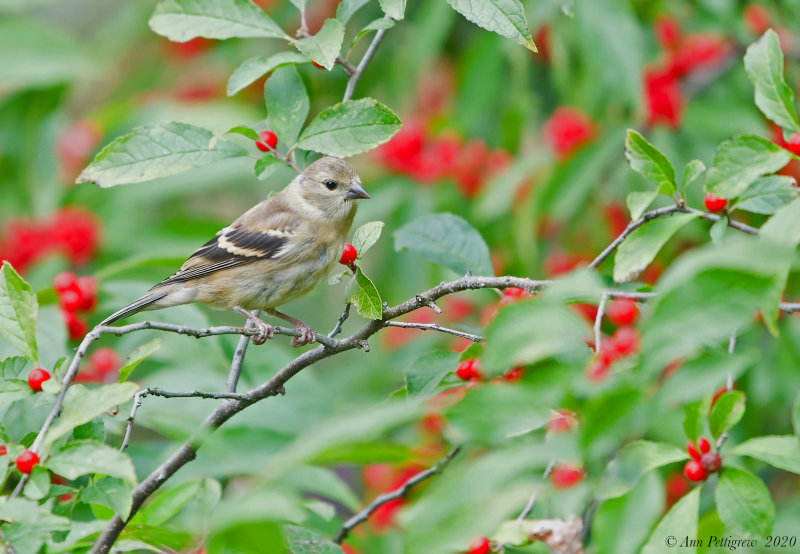 American Goldfinch