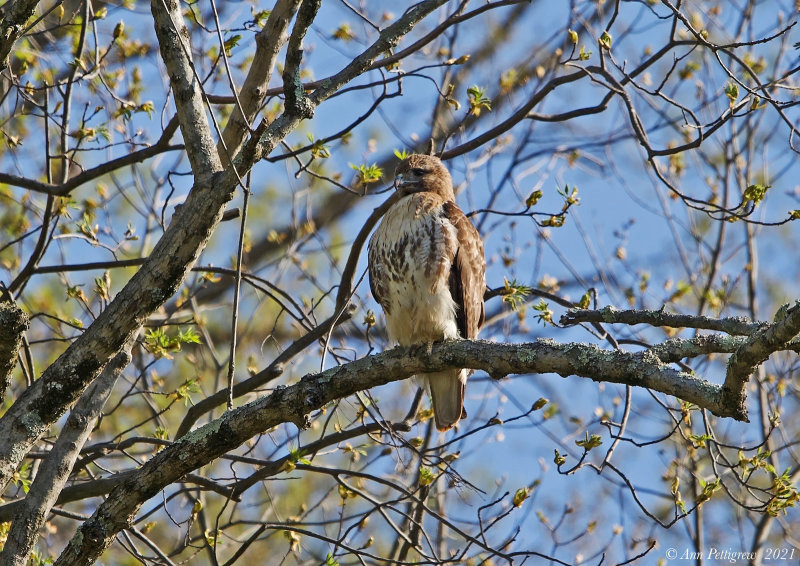 Red-tailed Hawk