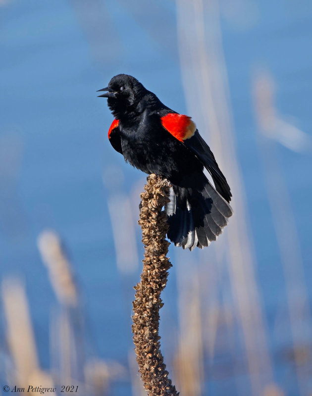 Red-winged Blackbird