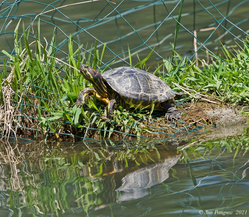 Red-eared Slider x Yellow-bellied Slider Hybrid