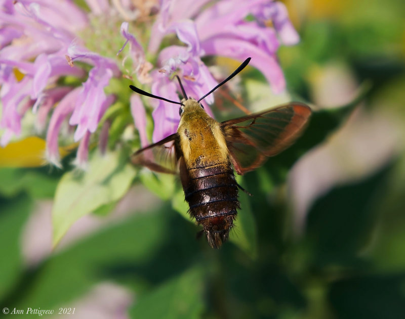 Snowberry Clearwing