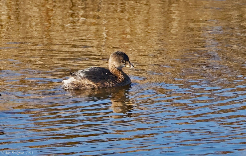 Pied-billed Grebe