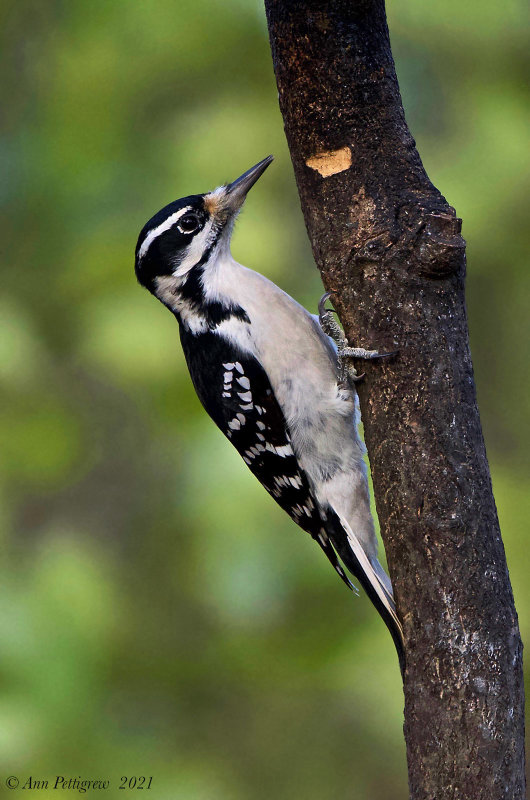 Hairy Woodpecker