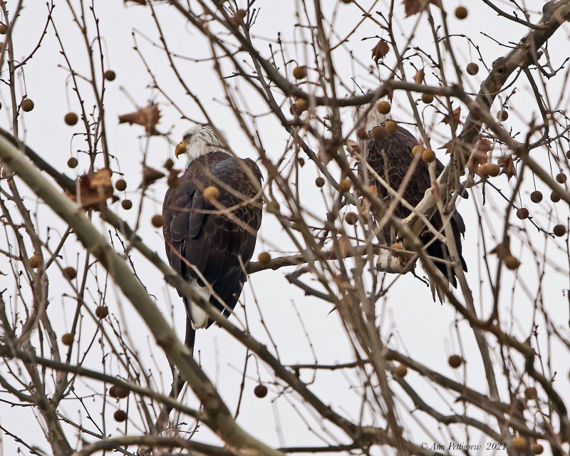 Bald Eagle Pair