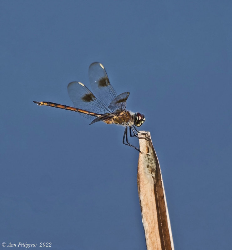 Four-spotted Pennant -female