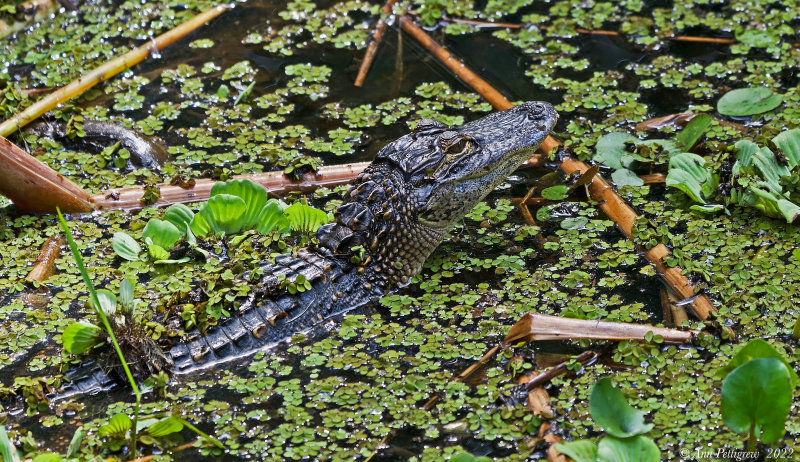 Young American Alligator