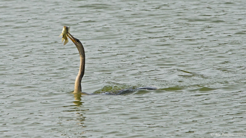 Anhinga