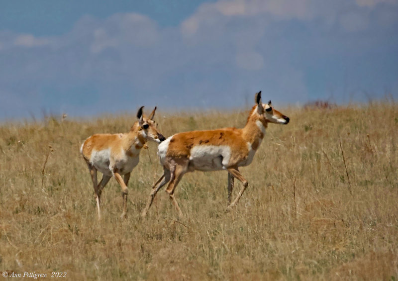 Pronghorns