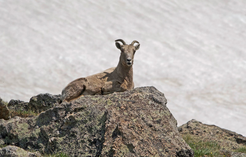 Big Horn Sheep